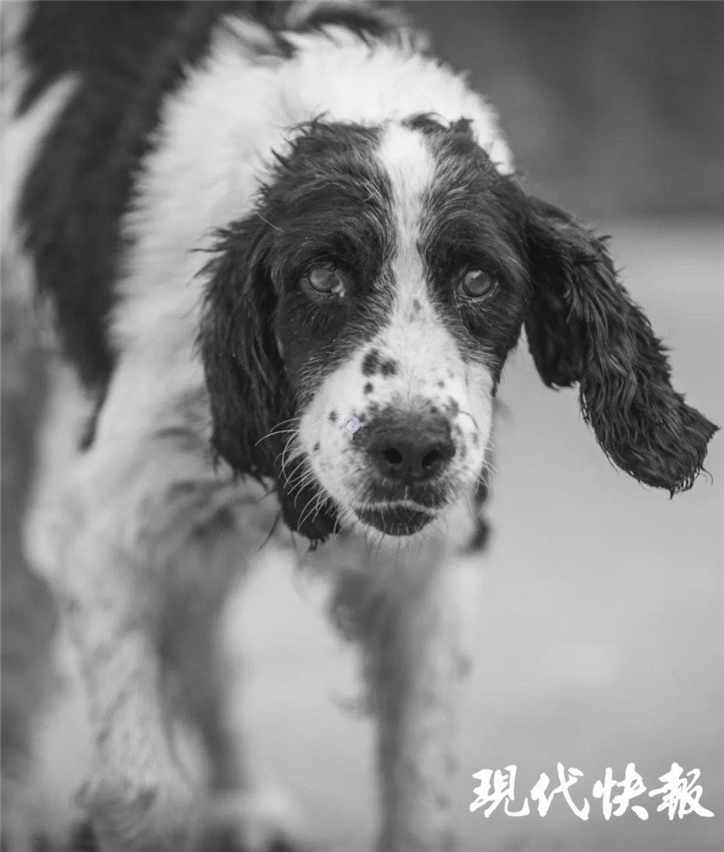 汶川地震最后一只搜救犬冰洁离世1岁时搜救出13条生命