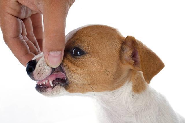 导盲犬如何分辨红绿灯?这些狗狗身体的秘密,你知道多少呢!