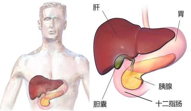 钝痛,烧灼痛等,所以胰腺癌特别容易被误诊为胃病; ·解剖位置复杂