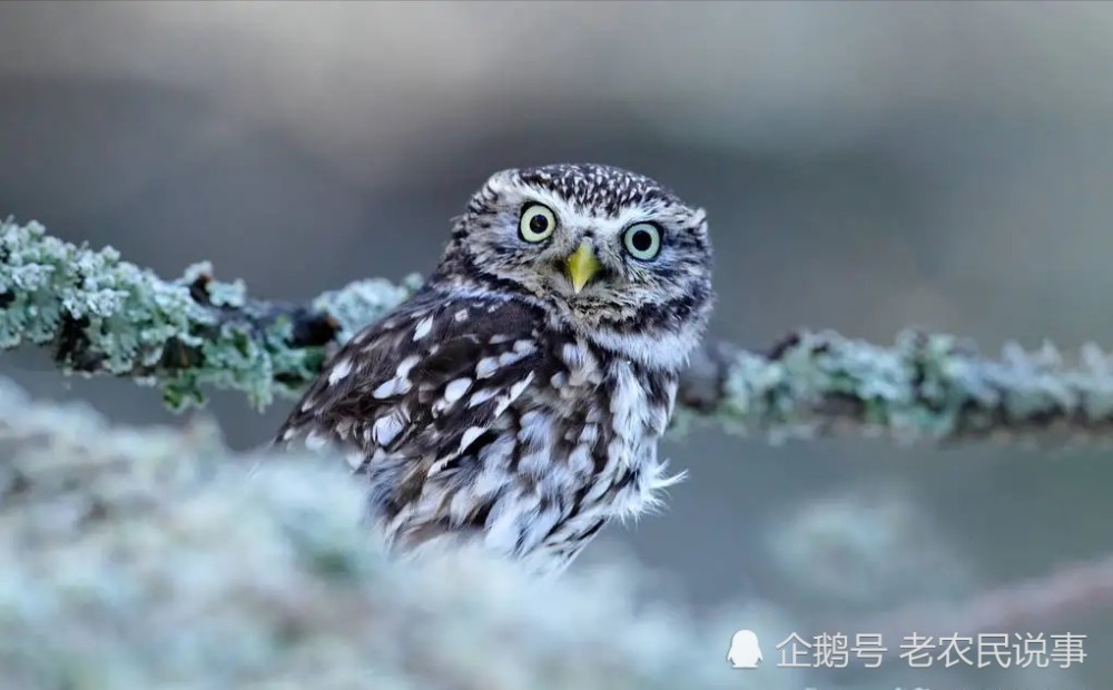 俩鸟是什么成语_不接是什么成语(2)