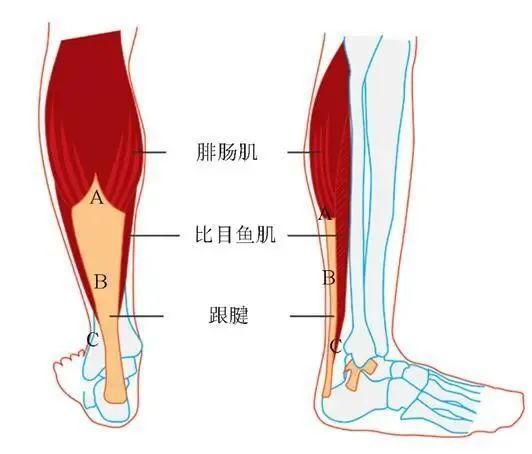 脚踝以上"的部分的器官,由三组肌肉组成:腓肠肌,比目鱼肌和足底肌