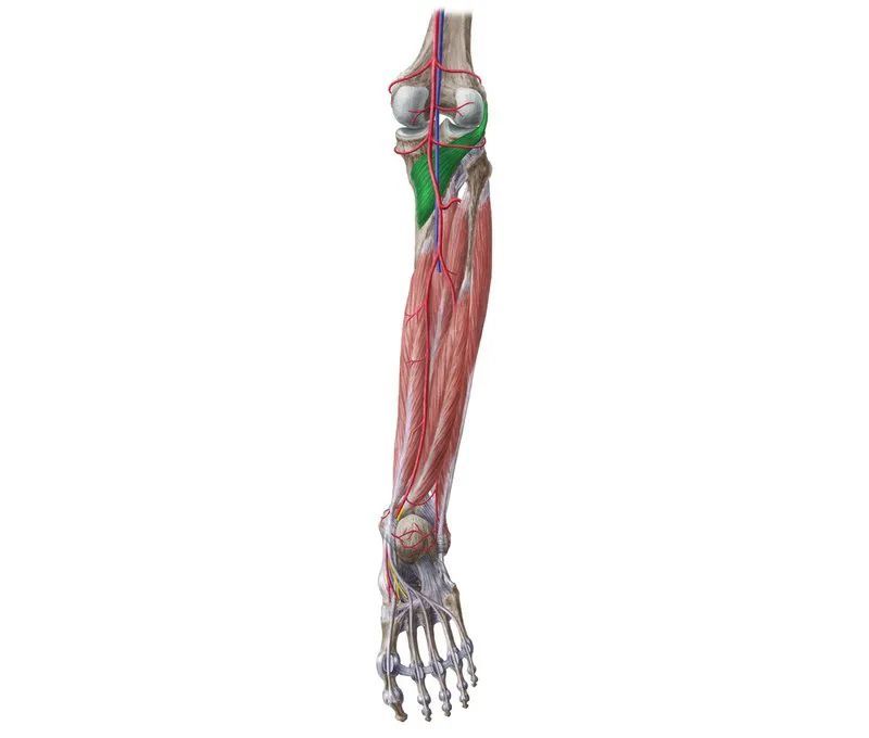 拉伸拉伸小腿的肌肉和肌腱有助于缓解小腿疼痛.