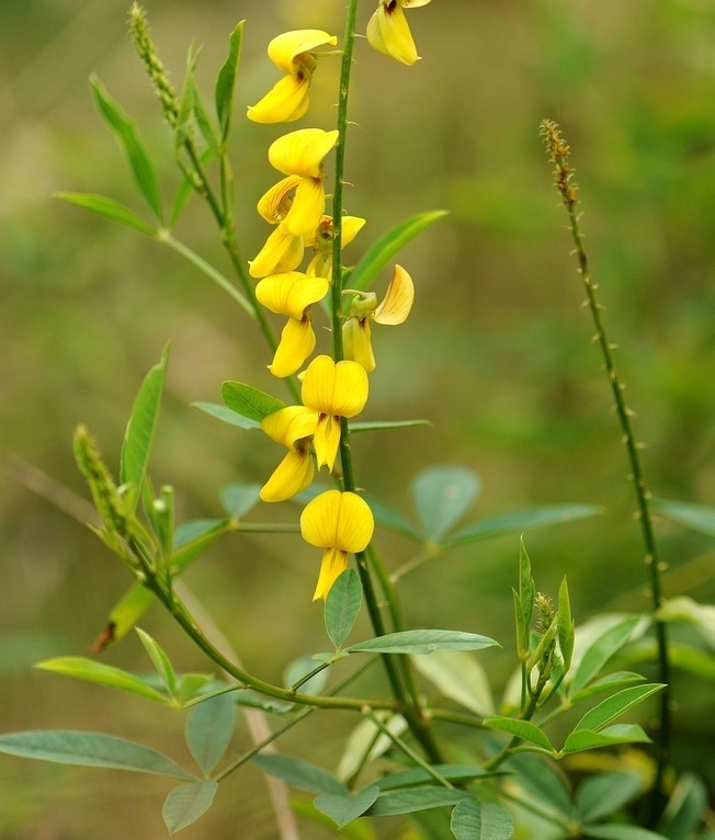 光萼猪屎豆(crotalaria trichotoma,豆科猪屎豆属.