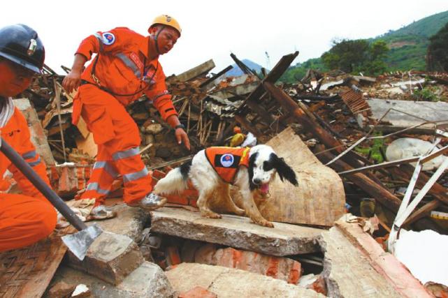 汶川地震最后一只搜救犬去世020202辛苦了谢谢你