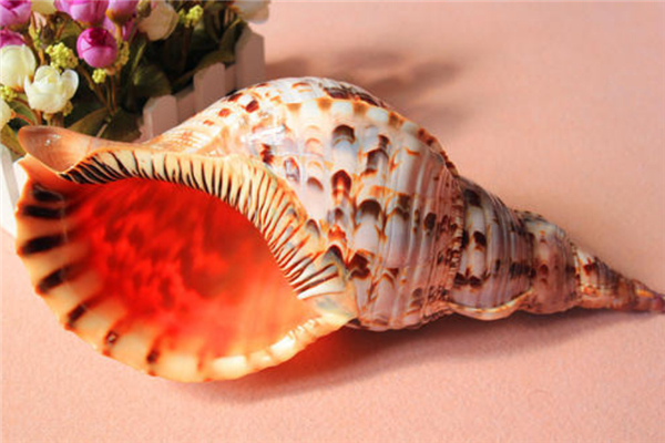 世界上最漂亮的十种贝类,世界上有哪些漂亮的贝壳