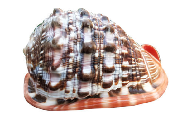 世界上最漂亮的十种贝类世界上有哪些漂亮的贝壳