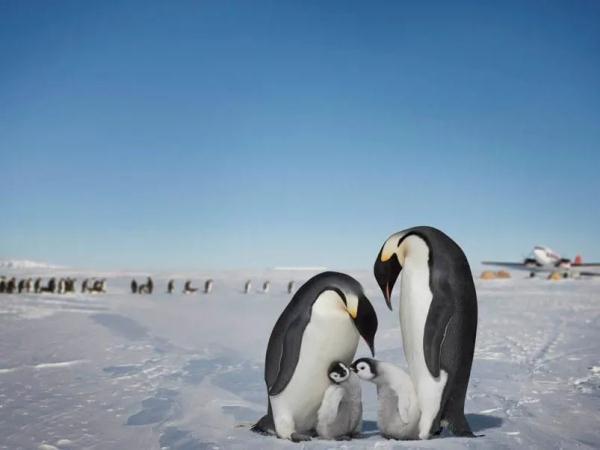 在将近一年的时间里,对生活在热带秘鲁的洪堡企鹅,生活在亚南极海岛上