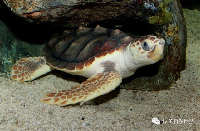 拉丁名:caretta caretta英文名:loggerhesd sea turtle别  名:红海龟