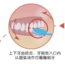 刷牙的顺序 刷牙时应从上颌最后一颗磨牙的远中面开始,顺着牙弓刷洗验