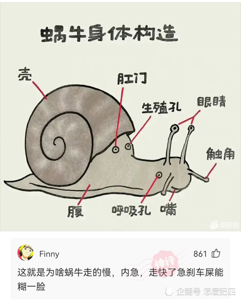 神回复为啥蜗牛走得慢身体构造要背锅