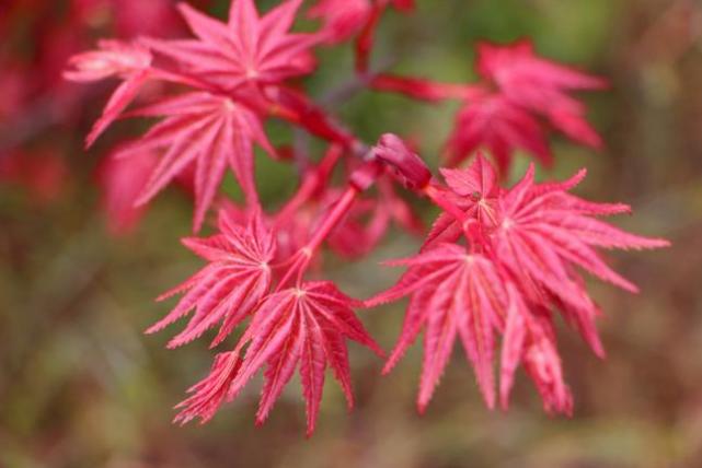 日本红枫红舞姬—植物非试管高效快繁日本红枫红舞姬