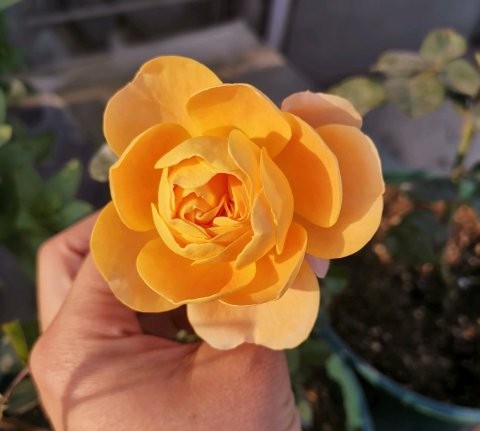月季中的"杨贵妃",四季开花不停歇,花朵橙黄又可爱,太