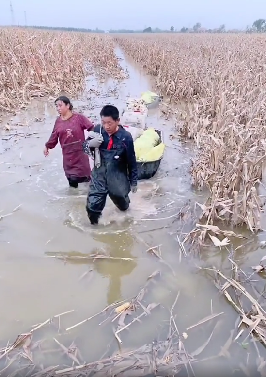 实拍:国庆节期间赶上秋收,多地农民水中收玉米,真的太