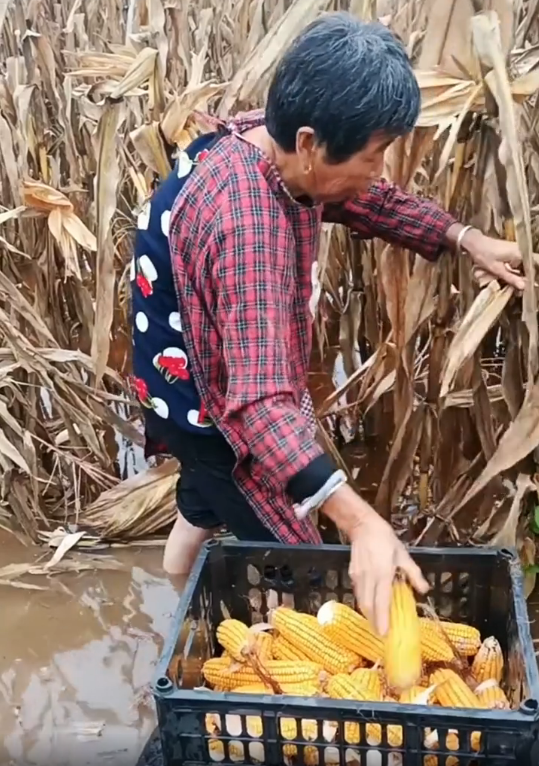 实拍:国庆节期间赶上秋收,多地农民水中收玉米,真的太