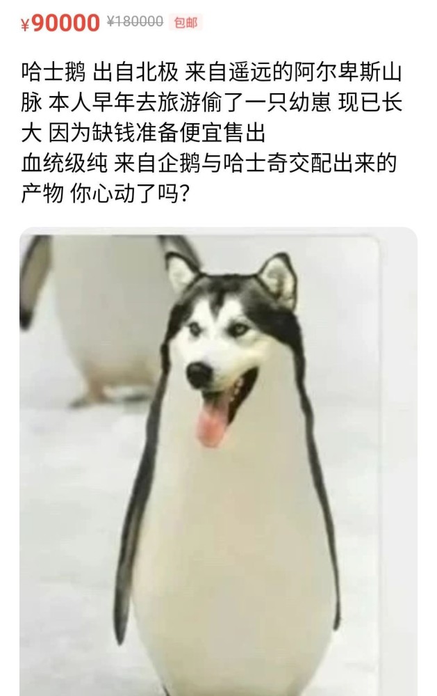 是哈士奇出了轨,还是企鹅劈了腿