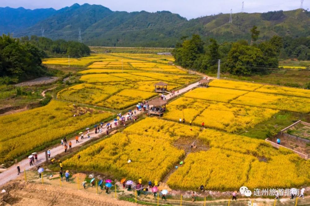 稻菽卷起千层浪,丰收画卷耀沙坊,沙坊村丰收节今日开幕