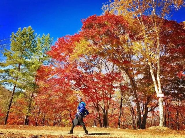 景区门票:免费景区地址:岭上枫林四方山景区四方山是一个春夏秋冬旅游