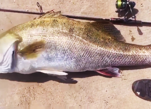 上面这位广州钓友,"晒"出的这条"50斤巨型鲈鱼",就是这样一条外来物种