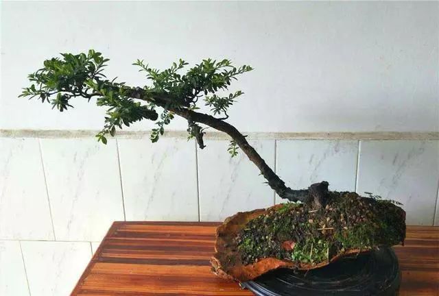 铁马鞭盆景,枝干苍劲尽显品味