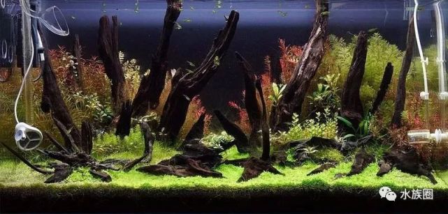狂野的90cm沉木造景成景欣赏!