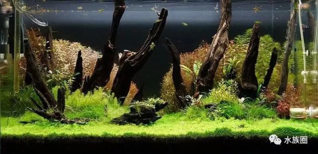 狂野的90cm沉木造景成景欣赏!