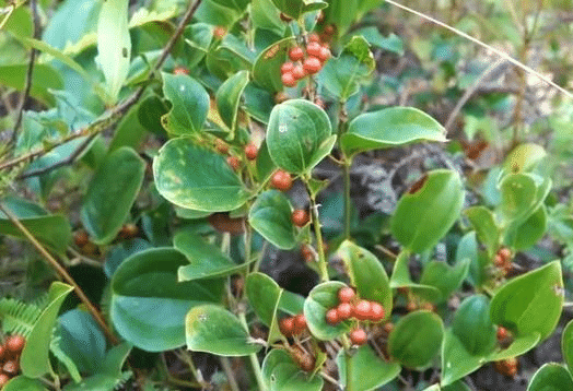 另外还有山桔子,木竹子,蜘蛛果,野柿子,米粒子,地梢瓜,黄狗领,黄泡子