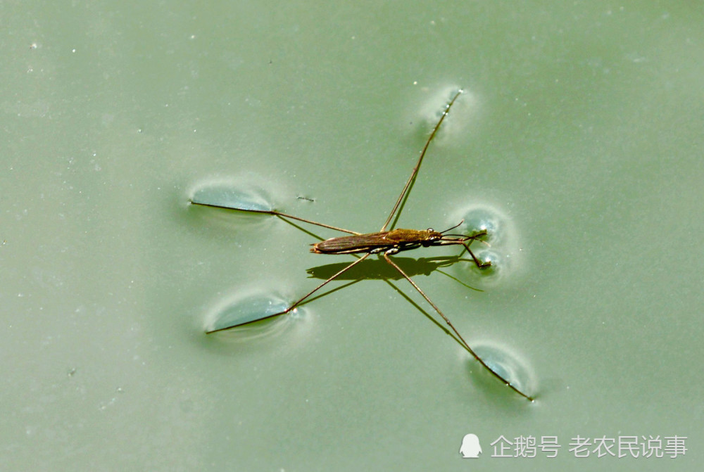 长得像蚊子经常会在水面溜冰被称卖香油的它是什么虫