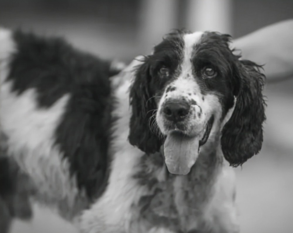 时间就是生命!搜救犬冰洁是不会说话的逆行者,它的14年只为救人