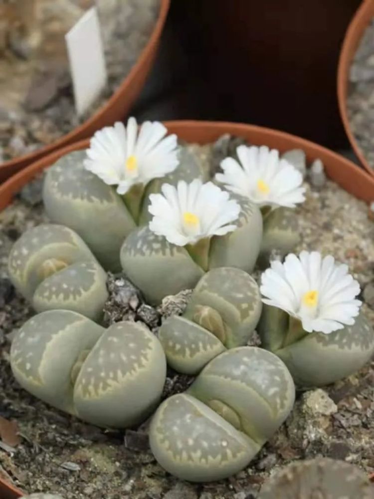 7.生石花(lithops)