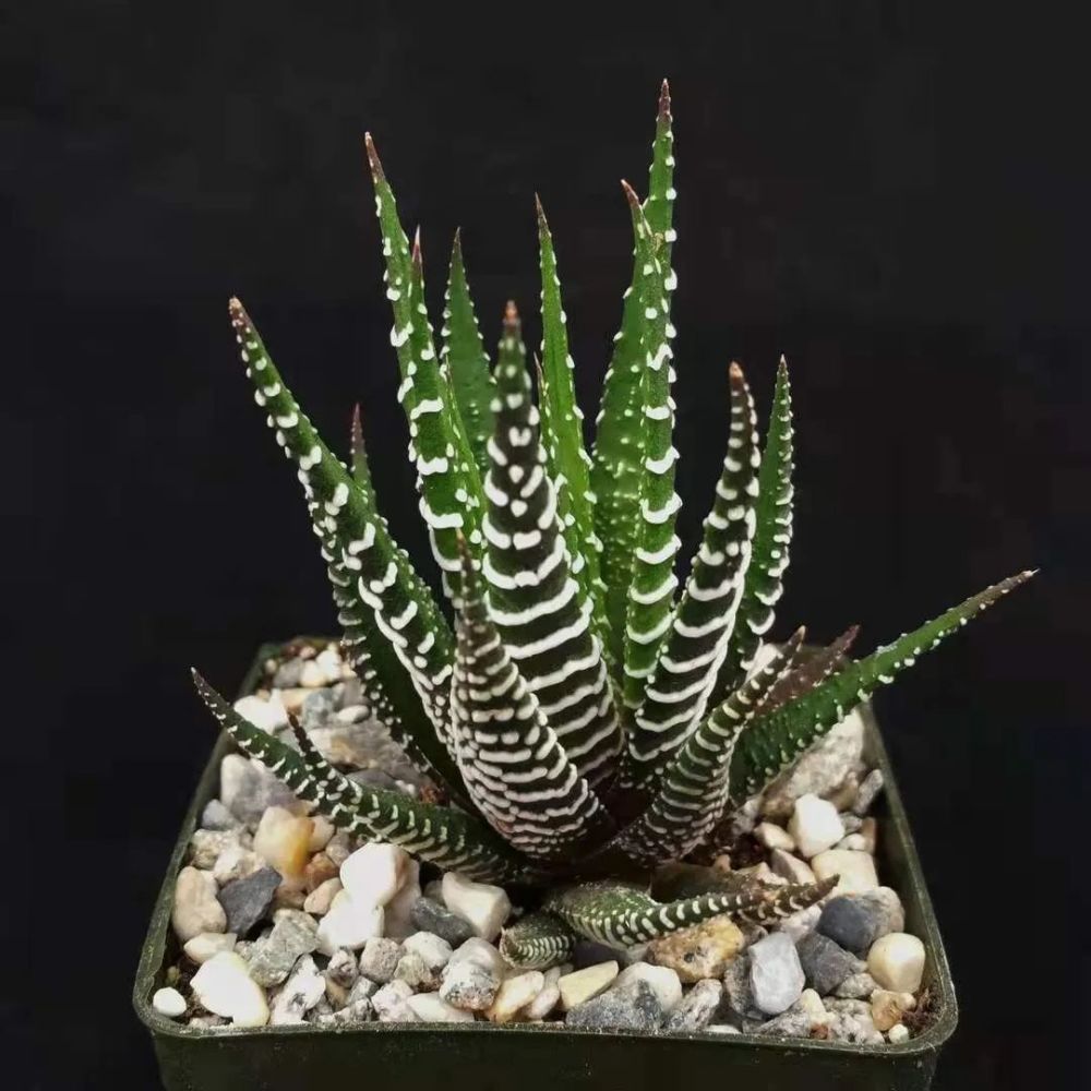 2.条纹十二卷 (haworthia fasciata)