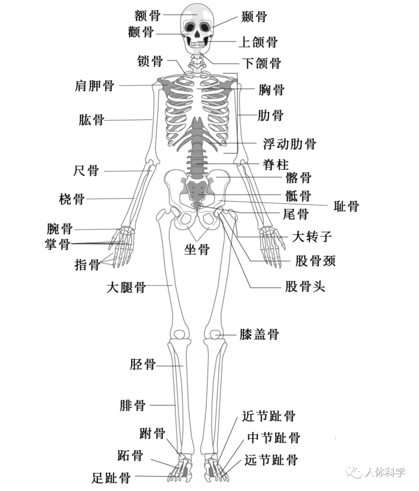 人体的骨骼分为颅骨,躯干骨和四肢骨3部分.