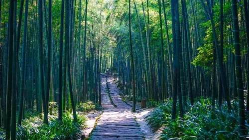 蜀南竹海景区内山势起伏,层峦翠嶂,景观多样.