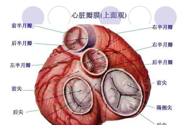 总是怀疑自己得了心脏病别吓唬自己了先看看有没有如下症状