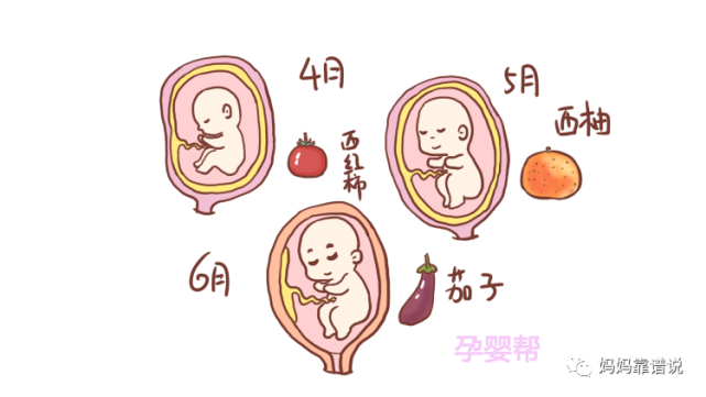 几张图告诉你每个月胎儿像什么水果原来胎儿发育竟这样神奇