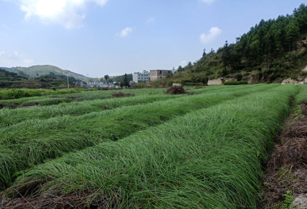连日来,在公田村随处可见农户们在整理刚从地里挖