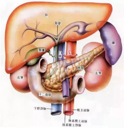 胆囊位于肝脏的下方,和肝脏紧密相依,它俩位置紧贴在一起,有啥关系呢