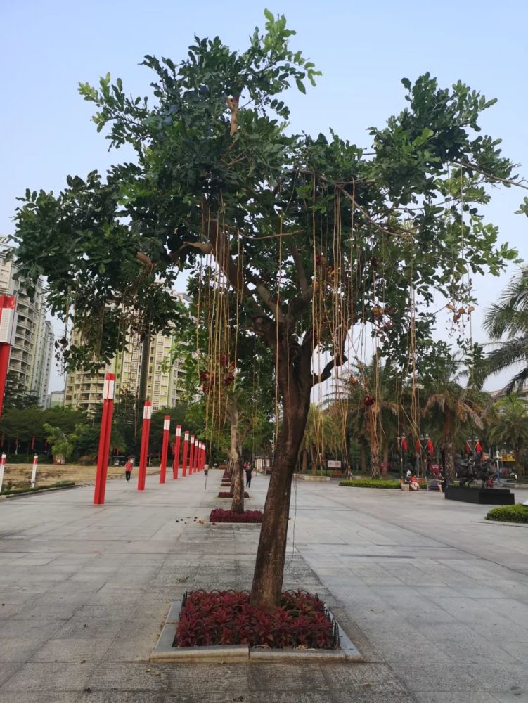 第十七棵吊灯树