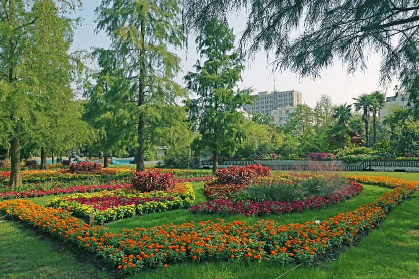 上海植物园秋季花展