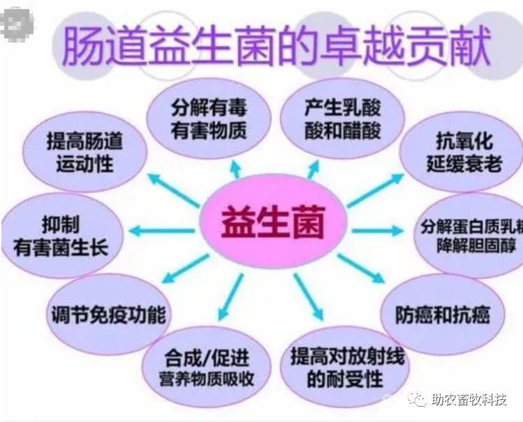 【科普】国内外专家讲益生菌对人体健康的重要性与主要作用