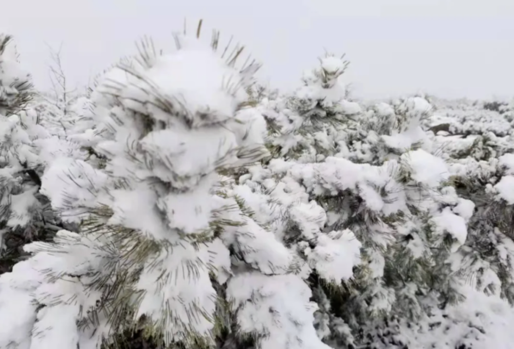 【区内】下雪了!内蒙古这里突降大雪,积雪压断树枝