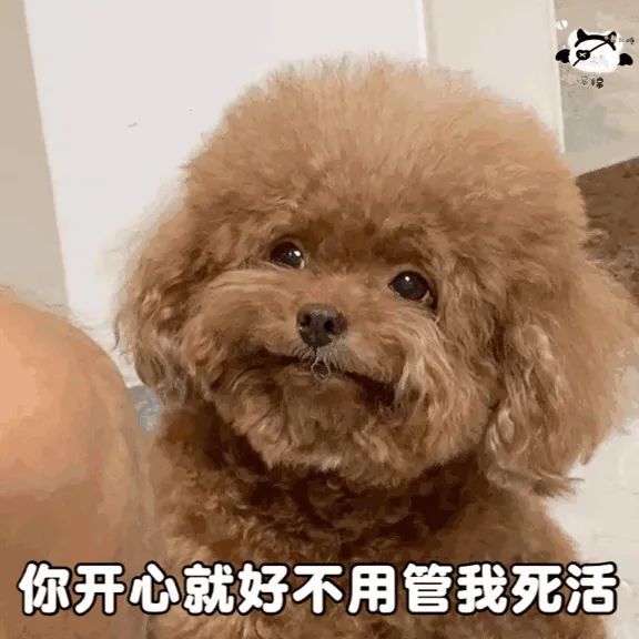 斗图表情包|你开心就好不用管我
