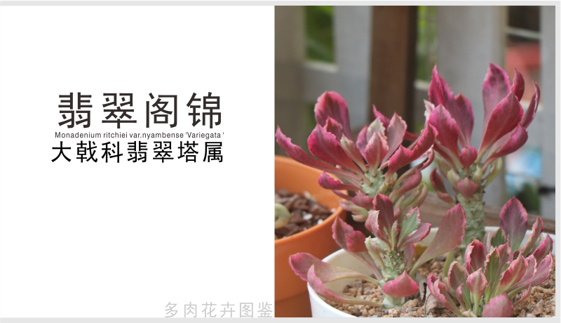 nyambense'variegata'别名:将军阁锦