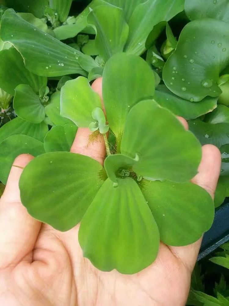 5.水浮莲(water lettuce)