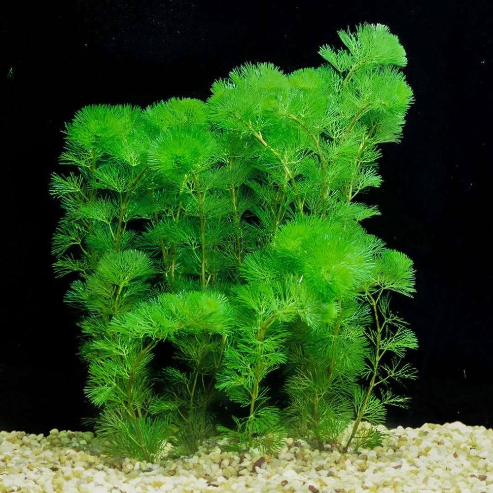 适合新手的水族箱植物,不需要介质就能养,偶尔给肥就生长旺盛
