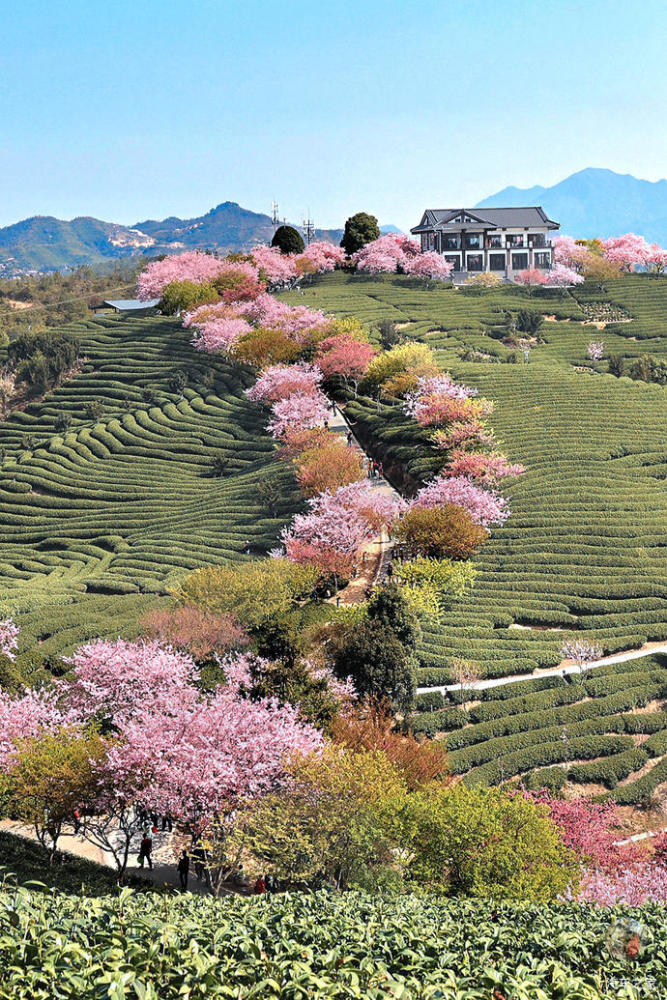 千亩茶山,十里樱花,福建这个樱花园终于藏不住了(攻略