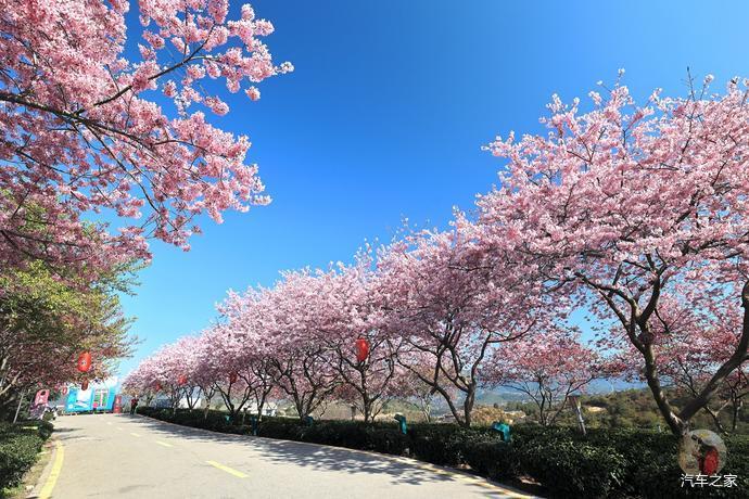 千亩茶山,十里樱花,福建这个樱花园终于藏不住了(攻略篇)