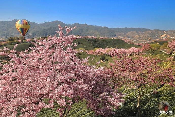 千亩茶山,十里樱花,福建这个樱花园终于藏不住了(攻略