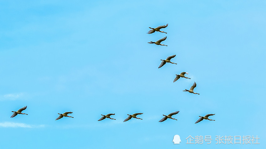 候鸟迁徙季 这里的湿地成为"百鸟乐园"和"加油站"