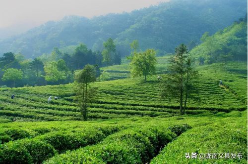 文县碧口镇石龙沟!茶茶茶