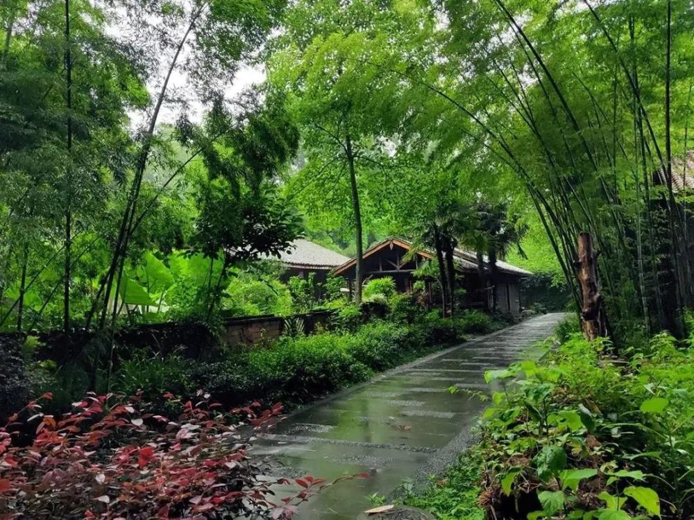 细细秋雨时,若与竹林邂逅 定然是奇妙无比 斑竹林景区这片竹林,已是
